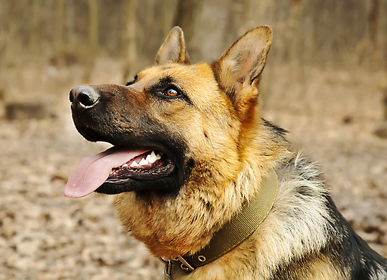 포토 JPG 해외이미지 동물 응시 백그라운드 포유류 자연 털 사람없음 야외 반려동물 컬러풀 햇빛 갈색 머리 검은색 가을 입 황금 양치기 개 혀 경호원 솜털 송곳니 해외202004 해외포토 직업 시선 계절 컬러 신체부위 태양 치아 생태계 파일형식 이미지허브