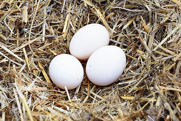포토 JPG 해외이미지 음식 백그라운드 다이어트 재료 부활절 요리 사람없음 가로 농장 갈색 노란색 세일 저녁식사 치킨 침묵 신선 시장 둥지 아침식사 컨테이너 유기농 밀짚 내추럴 점심식사 단백질 삶기 생식 해외202004 해외포토 웰빙 기념일 산업 컬러 농업 건강 식사 소리 짚 닭고기요리 영양소 파일형식 이미지허브