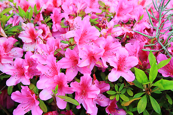 포토 JPG 해외이미지 공원 꽃 행복 분홍색 백그라운드 잎 자연 휴식 풍경 사람없음 빨간색 초록색 컬러풀 노란색 정원 보라색 봄 활발 벚꽃 신선 자주색 강렬 동물상 해외202004 해외포토 식물 계절 공공시설 감정 컬러 컨셉 조형물 생태계 파일형식 이미지허브