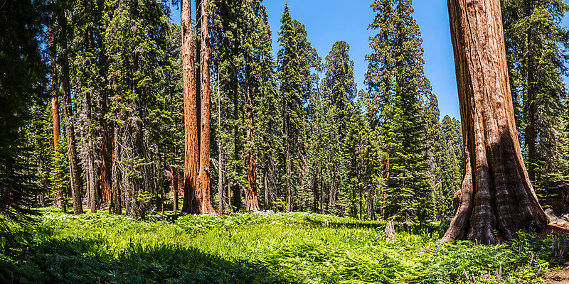 포토 JPG 해외이미지 나무 식물 공원 자연 파노라마 국립공원 풍경 사람없음 야외 목재 초록색 여름 미국 나뭇가지 숲 초승달 캘리포니아 나무껍질 침엽수 거인 내추럴 옛날 전국 해외202004 해외포토 계절 공공시설 컬러 북아메리카 재료 촬영기법 껍질 달 생태계 파일형식 이미지허브