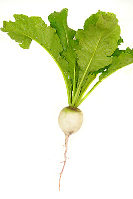 포토 JPG 해외이미지 음식 잎 농업 채소 사람없음 초록색 샐러드 수확 흰색 신선 큼 유기농 뿌리 내추럴 고립 채식주의자 총각무 해외202004 해외포토 식물 웰빙 산업 컬러 크기 무 채식 파일형식 이미지허브