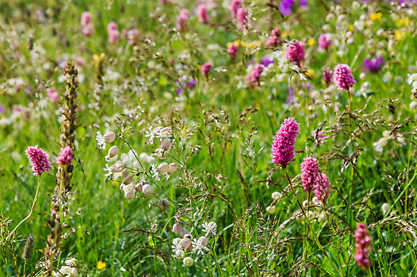 포토 JPG 해외이미지 나무 구름 디자인 계절 꽃 실루엣 유럽 길 여행 크리스마스 자연 하늘 휴가 휴식 새해 산 풍경 사람없음 야외 목재 파란색 계곡 침묵 자유 안개 가을 바위 정상 숲 언덕 명상 내추럴 웅장함 절정 조지아 수평선 해외202004 해외포토 자연요소 식물 기념일 나라 컬러 컨셉 재료 날씨 촬영기법 소리 돌_바위 생태계 동유럽 파일형식 이미지허브