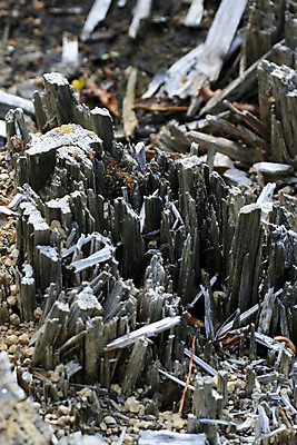 포토 JPG 해외이미지 나무 공원 야생동물 새로움 장화 사람없음 목재 닫기 보호 묘사 질감 통나무 지역 깨짐 보호구역 전국 해외202004 해외포토 식물 동물 공공시설 신발 컨셉 재료 모션 구역 파일형식 이미지허브