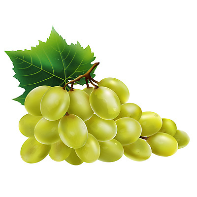 포토 JPG 해외이미지 과일 일러스트 포도 사람없음 청포도 해외202004 해외포토 파일형식 이미지허브