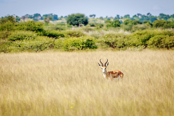 포토 JPG 해외이미지 동물 공원 야생동물 여행 포유류 아프리카 자연 초식동물 뿔 사람없음 야외 달러 황무지 우아함 보호 사파리 영양 남쪽 내추럴 가젤 남아프리카 대패 동물상 사바나 생태학 전국 초식 칼라하리 해외202004 해외포토 공공시설 교육 나라 컨셉 돈 조형물 사막 방향 생태계 파일형식 이미지허브