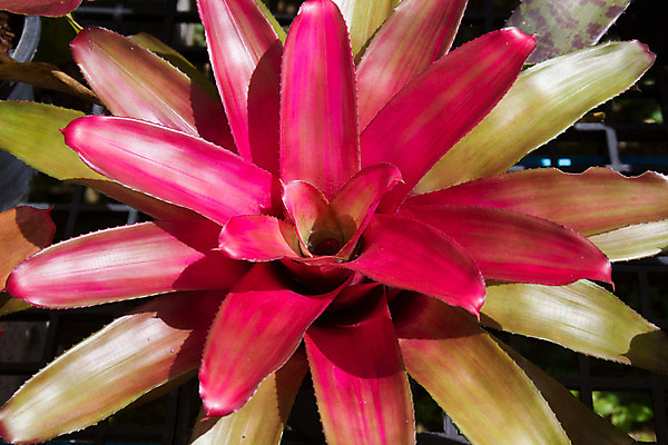 포토 JPG 해외이미지 나무 식물 꽃 행복 아시아 백그라운드 잎 꽃무늬 태국 자연 미술 사람 동양인 사람없음 장식 빨간색 초록색 조각상 노란색 검은색 성장 묘사 명상 뿌리 신앙심 해외202004 해외포토 감정 나라 컬러 무늬 문화예술 인종 조형물 생태계 파일형식 이미지허브