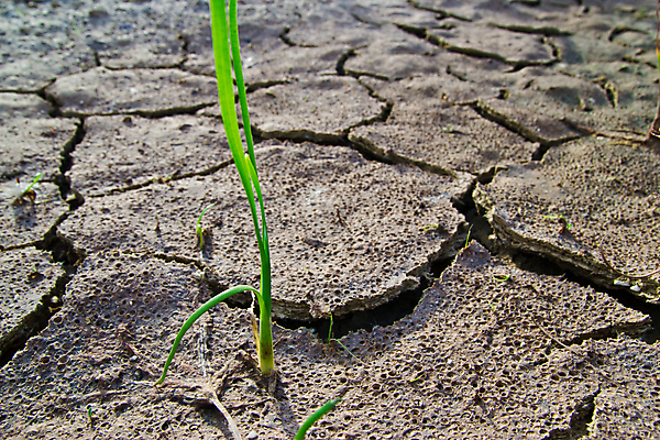 포토 JPG 해외이미지 지구 백그라운드 자연 표면 건조 사람없음 야외 환경 흙 거친 땅 부식 가뭄 내추럴 땅바닥 재앙 해외202004 해외포토 날씨 바닥 생태계 파일형식 이미지허브