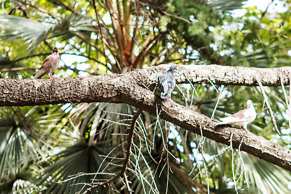 포토 JPG 해외이미지 동물 1 공원 야생동물 결혼 백그라운드 날개 가족 자연 조류 하늘 서기 사람없음 야외 반려동물 평화 회색 자유 흰색 메시지 우아함 순수 깃털 흰배경 비둘기 부리 장면 F 고립 해외202004 해외포토 알파벳 공공시설 컬러 컨셉 관계 모션 이벤트 생태계 파일형식 이미지허브