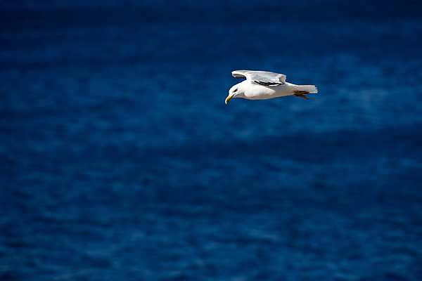 포토 JPG 해외이미지 동물 1 야생동물 바다 날개 자연 갈매기 조류 하늘 사람없음 파란색 평화 자유 흰색 비행 깃털 싱글 고립 무료 해외202004 해외포토 컬러 컨셉 생태계 파일형식 이미지허브
