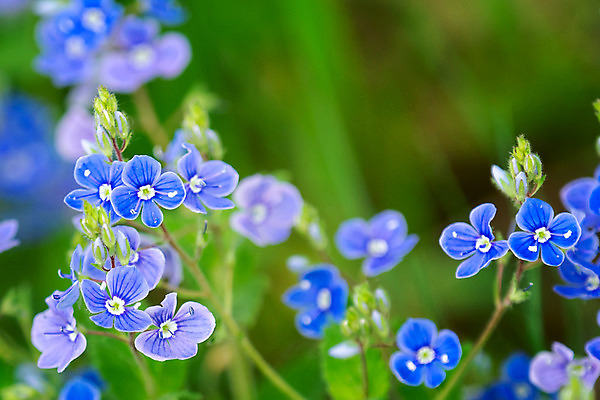 포토 JPG 해외이미지 식물 꽃잎 꽃 백그라운드 밭 자연 사람없음 초록색 파란색 정원 봄 들꽃 벚꽃 해외202004 해외포토 계절 컬러 농업 생태계 파일형식 이미지허브