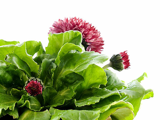 포토 JPG 해외이미지 식물 계절 꽃 꽃무늬 자연 사람없음 초록색 정원 봄 성장 벚꽃 흰색 신선 냄비 컨테이너 원예 데이지 내추럴 고립 모종 해외202004 해외포토 산업 컬러 무늬 취미 솥 생태계 파일형식 이미지허브