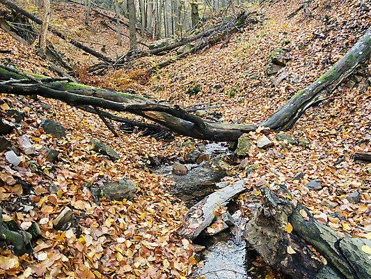 포토 JPG 해외이미지 낙엽 잎 사람없음 골짜기 침묵 고요 가을 개울 황무지 숲 벌거벗은 해외202004 해외포토 식물 계절 자연 강 소리 파일형식 이미지허브