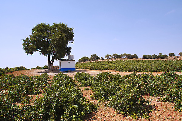 포토 JPG 해외이미지 나무 식물 전통 유럽 여행 밭 농업 건축양식 자연 하늘 포도 주택 풍경 사람없음 야외 초록색 여름 파란색 농장 농경지 마을 와인 계곡 시골 언덕 시골집 포도밭 장면 포도나무 해외202004 해외포토 계절 건축 나라 산업 컬러 과일 주류 건물 과일나무 생태계 파일형식 이미지허브