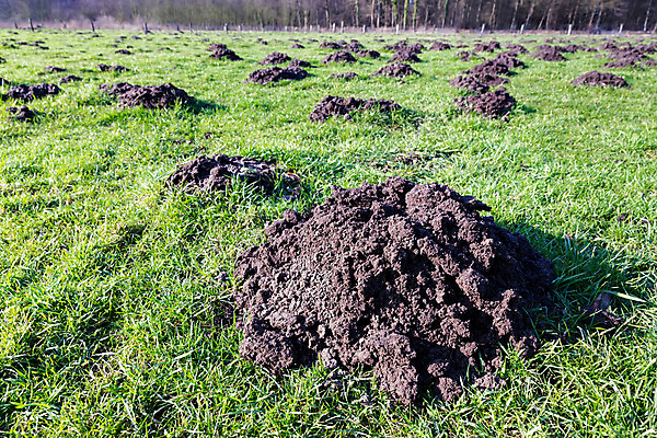 포토 JPG 해외이미지 동물 지구 모래 겨울 밭 농업 포유류 자연 풍경 사람없음 야외 초록색 햇빛 갈색 맑음 흙 손상 시골 신선 구멍 닫기 땅 지하 내추럴 땅바닥 땅파기 쟁기 많음 해외202004 해외포토 계절 산업 컬러 컨셉 모션 날씨 바닥 태양 생태계 파일형식 이미지허브