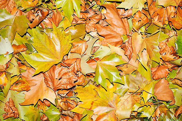 포토 JPG 해외이미지 나무 식물 계절 공원 백그라운드 단풍 잎 패턴 오렌지 자연 하늘 추상 사람없음 야외 빨간색 빛 컬러풀 햇빛 갈색 노란색 환경 활발 덮개 가을 나뭇가지 변화 황금 숲 질감 장면 빛망울 내추럴 땅바닥 해외202004 해외포토 공공시설 컬러 컨셉 무늬 과일 바닥 태양 뚜껑 생태계 파일형식 이미지허브