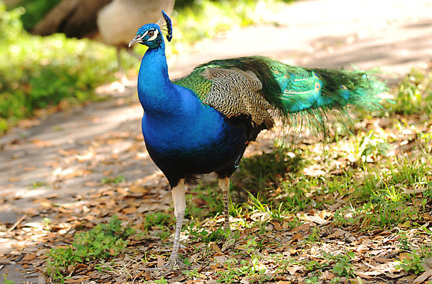 포토 JPG 해외이미지 동물 남자 자연 조류 사람없음 옆모습 세로 초록색 파란색 컬러풀 활발 가을 공작 깃털 꼬리 동물상 해외202004 해외포토 계절 뷰포인트 컬러 컨셉 사람 조형물 생태계 파일형식 이미지허브