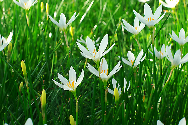 포토 JPG 해외이미지 식물 꽃 백그라운드 사람없음 초록색 흰색 우아함 내추럴 해외202004 해외포토 컬러 컨셉 파일형식 이미지허브