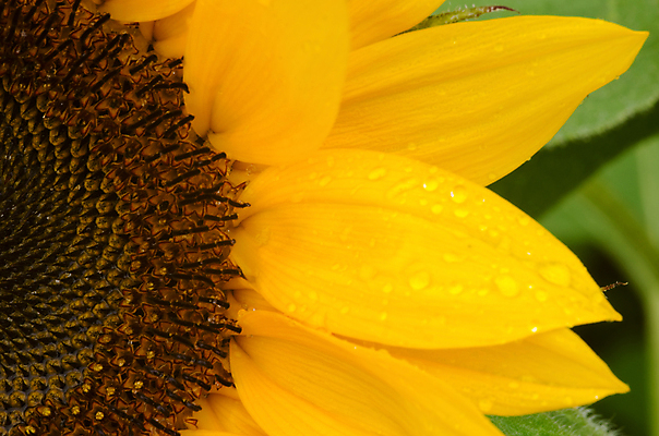 포토 JPG 해외이미지 식물 꽃잎 꽃 백그라운드 부분 자연 해바라기 근접촬영 사람없음 야외 노란색 정원 젖음 큼 해외202004 해외포토 뷰포인트 컬러 크기 생태계 파일형식 이미지허브