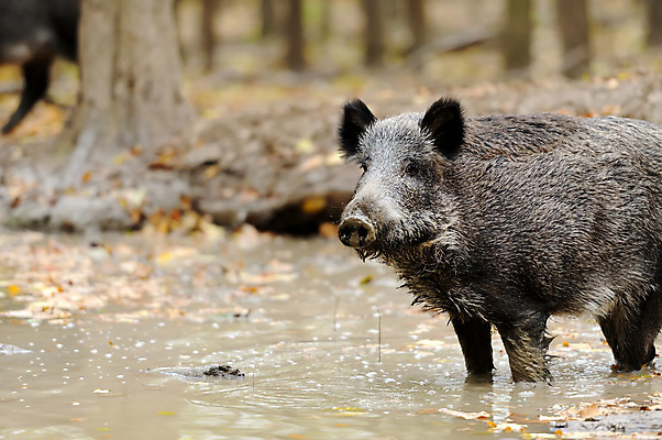 포토 JPG 해외이미지 남자 포유류 털 사람없음 목재 물 달리기 어둠 봄 추위 가을 돼지 치아 숲 위험 공격 언덕 먼지 멧돼지 해외202004 해외포토 자연요소 나무 동물 계절 컨셉 재료 모션 사람 소화기관 파일형식 이미지허브