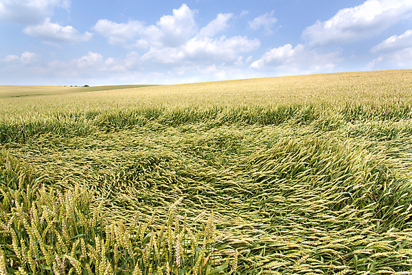 포토 JPG 해외이미지 식물 구름 백그라운드 밭 농업 자연 하늘 날씨 풍경 사람없음 야외 여름 파란색 햇빛 농장 노란색 환경 수확 성장 농촌 땅 밀 보리 호밀 수평선 세련 해외202004 해외포토 자연요소 계절 산업 컬러 곡류 태양 시골 생태계 파일형식 이미지허브