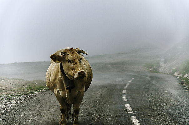 포토 JPG 해외이미지 동물 도로 길 자연 산 사람없음 컬러풀 농장 젖음 추위 안개 고속도로 소 스페인 싱글 혼자 해외202004 해외포토 유럽 컬러 농업 포유류 교통시설 날씨 생태계 파일형식 이미지허브