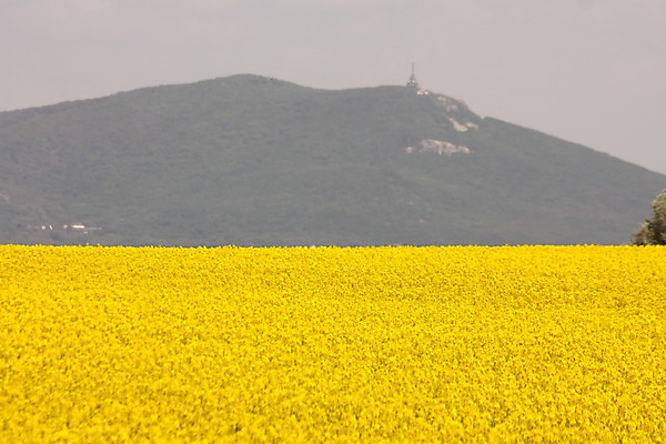 포토 JPG 해외이미지 식물 계절 꽃 행복 백그라운드 꽃무늬 밭 농업 자연 하늘 사람 사람없음 야외 여름 농작물 컬러풀 농장 노란색 환경 봄 자유 벚꽃 시골 개화 숲 언덕 유채 질감 내추럴 밭일 카놀라 해외202004 해외포토 감정 산업 컬러 컨셉 무늬 생태계 파일형식 이미지허브