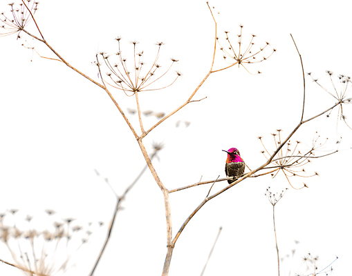 포토 JPG 해외이미지 식물 동물 1 야생동물 백그라운드 자연 조류 건조 앉기 사람없음 야외 빛 컬러풀 정원 미국 흰색 나뭇가지 작음 제비꽃 깃털 속도 부리 반대 노려봄 내추럴 고립 동물상 벌새 취급주의 해외202004 해외포토 나무 꽃 컬러 북아메리카 모션 표정 경고 조형물 크기 생태계 파일형식 이미지허브