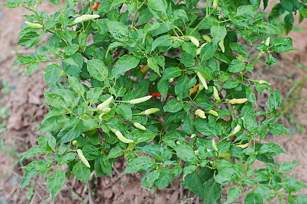 포토 JPG 해외이미지 나무 식물 줄기 잎 자연 고추 사람없음 초록색 수확 성장 뜨거움 매움 내추럴 해외202004 해외포토 컬러 농업 채소 맛 생태계 파일형식 이미지허브