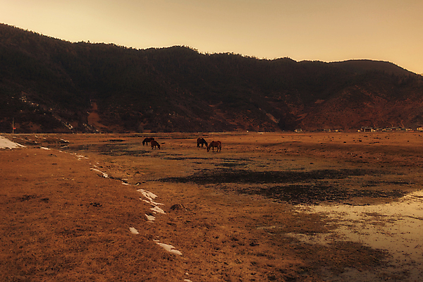 포토 JPG 해외이미지 동물 아시아 여행 풍경 사람없음 관광지 중국 내추럴 해외202004 해외포토 나라 파일형식 이미지허브