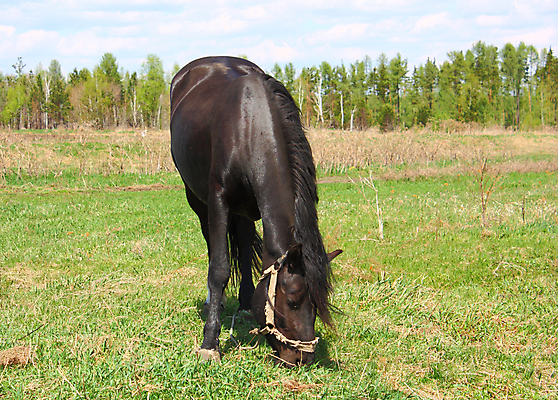 포토 JPG 해외이미지 동물 구름 스포츠 하늘 사람없음 파란색 달리기 갈색 검은색 레이싱 신용카드 속도 조랑말 대회 달리기선수 레이서 해외202004 해외포토 자연요소 컬러 모션 시합 금융 말_동물 육상선수 파일형식 이미지허브