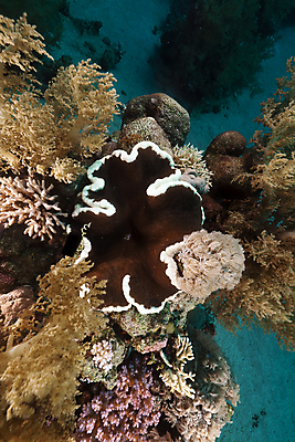 포토 JPG 해외이미지 식물 동물 모래 바다 백그라운드 자연 표면 어류 풍경 사람없음 물 파란색 컬러풀 햇빛 태양 바닷속 수중 광선 산호 아래 다이빙 장면 암초 깊이 소금물 이국적 침몰 파라다이스 해외202004 해외포토 자연요소 컬러 수영 수중동물 자포동물 방향 생태계 위치 수중스포츠 파일형식 이미지허브