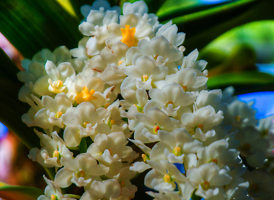 포토 JPG 해외이미지 식물 계절 꽃잎 꽃 꽃다발 백그라운드 꽃무늬 자연 선물 사람없음 장식 초록색 여름 머리 정원 스파 화목 봄 활발 개화 난초 고급 우아함 맛 냄새 아로마 향 단아함 해외202004 해외포토 컬러 컨셉 무늬 신체부위 생태계 파일형식 이미지허브