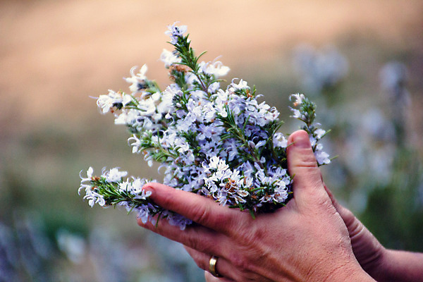 포토 JPG 해외이미지 식물 손 계절 꽃 음식 백그라운드 잎 꽃무늬 자연 건강 사람없음 가로 초록색 약 주방 정원 성장 벚꽃 시골 신선 잡기 개화 맛 약초 지중해 먹기 허브 향신료 원예 아로마 향 로즈메리 내추럴 심기 채식주의자 해외202004 해외포토 바다 컬러 컨셉 무늬 의학 모션 취미 신체부위 풀_식물 생태계 채식 향미료 파일형식 이미지허브
