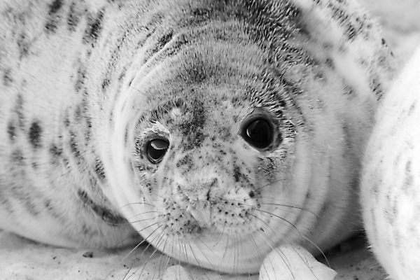 포토 JPG 해외이미지 동물 야생동물 포유류 사람없음 얼음 추위 물개 남극 북극 해외202004 해외포토 자연요소 바다동물 극지방 파일형식 이미지허브