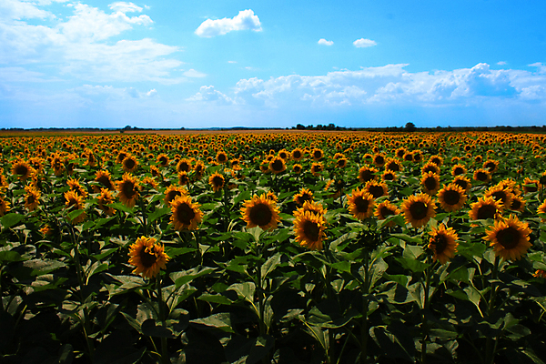 포토 JPG 해외이미지 식물 계절 꽃잎 꽃 백그라운드 잎 꽃무늬 밭 농업 자연 하늘 날씨 해바라기 풍경 사람없음 야외 초록색 여름 파란색 빛 햇빛 태양 농장 노란색 맑음 봄 활발 성장 벚꽃 시골 큼 땅 장면 밭일 많음 수평선 해외202004 해외포토 자연요소 산업 컬러 컨셉 무늬 크기 생태계 파일형식 이미지허브