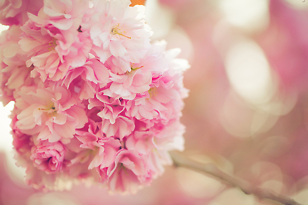 포토 JPG 해외이미지 나무 식물 계절 꽃잎 꽃 선 분홍색 백그라운드 꽃무늬 자연 친절 새로움 동양인 사람없음 가로 정원 일본 봄 공백 벚꽃 흰색 나뭇가지 신선 개화 체리 닫기 과수원 4월 묘사 원예 부드러움 타이틀 내추럴 고립 카피스페이스 해외202004 해외포토 아시아 컬러 컨셉 무늬 농업 과일 모션 인종 취미 감각 날짜 생태계 파일형식 이미지허브