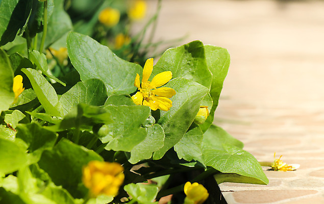 포토 JPG 해외이미지 식물 계절 공원 꽃잎 꽃 호수 백그라운드 잎 꽃무늬 태국 자연 표면 통 풍경 사람없음 야외 초록색 여름 빛 반사 노란색 침묵 봄 벚꽃 연못 개화 백합 즐거움 내추럴 해외202004 해외포토 공공시설 감정 아시아 컬러 무늬 소리 생태계 파일형식 이미지허브