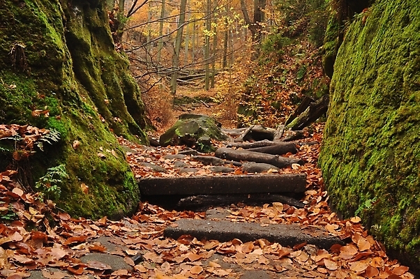 포토 JPG 해외이미지 나무 식물 계절 공원 도로 길 백그라운드 단풍 잎 오렌지 자연 아침 그림자 풍경 사람없음 야외 목재 빨간색 초록색 빛 컬러풀 햇빛 태양 노란색 평화 환경 안개 가을 나뭇가지 시골 황금 숲 9월 11월 10월 내추럴 해외202004 해외포토 주간 자연요소 공공시설 컬러 컨셉 과일 재료 교통시설 날씨 날짜 생태계 파일형식 이미지허브