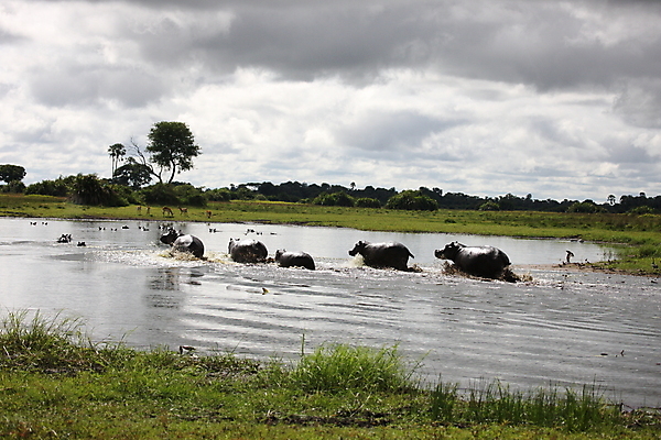 포토 JPG 해외이미지 나무 동물 야생동물 포유류 아프리카 자연 사람없음 물 회색 그룹 큼 열대우림 사파리 하마 해외202004 해외포토 자연요소 식물 나라 컬러 숲 크기 생태계 파일형식 이미지허브