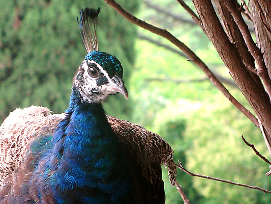 포토 JPG 해외이미지 공원 자연 조류 사람없음 파란색 컬러풀 페인트 놀이방 공작 깃털 동물상 해외202004 해외포토 동물 공공시설 컬러 조형물 생태계 파일형식 이미지허브