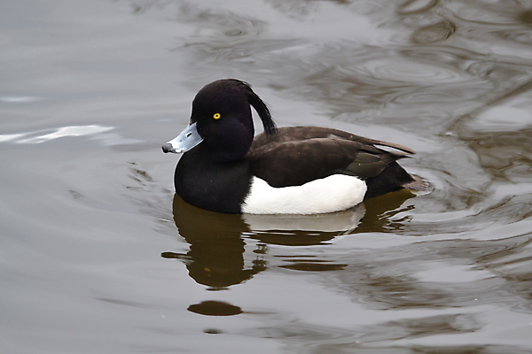 포토 JPG 해외이미지 오리 사람없음 수영 해외202004 해외포토 조류 수상스포츠 파일형식 이미지허브