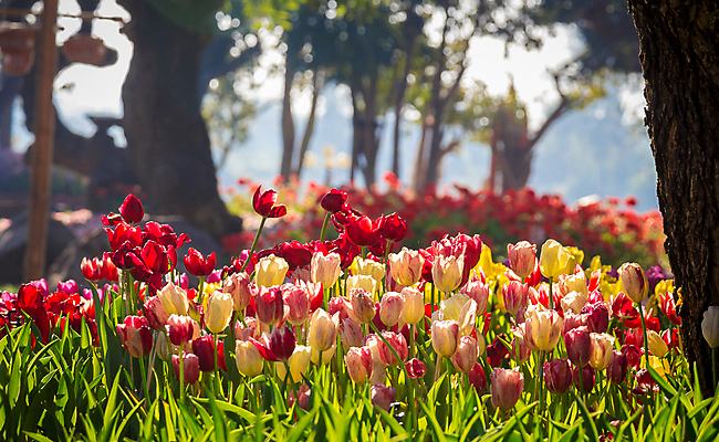 포토 JPG 해외이미지 식물 계절 꽃 분홍색 백그라운드 꽃무늬 밭 농업 전구 자연 하늘 파노라마 종류 풍경 사람없음 야외 장식 빨간색 초록색 파란색 빛 컬러풀 햇빛 노란색 우주 환경 정원 맑음 봄 활발 튤립 벚꽃 흰색 신선 5월 내추럴 강렬 해외202004 해외포토 산업 컬러 컨셉 무늬 날씨 촬영기법 태양 날짜 생태계 파일형식 이미지허브