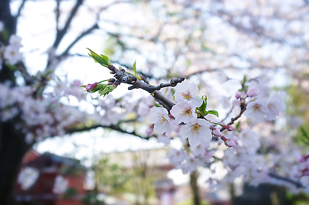 포토 JPG 해외이미지 주간 사람없음 야외 빛 봄 벚꽃 해외202004 해외포토 자연요소 계절 꽃 파일형식 이미지허브