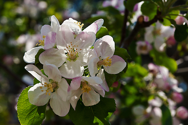 포토 JPG 해외이미지 식물 계절 꽃 자연 사람없음 야외 봄 벚꽃 사과 해외202004 해외포토 과일 생태계 파일형식 이미지허브