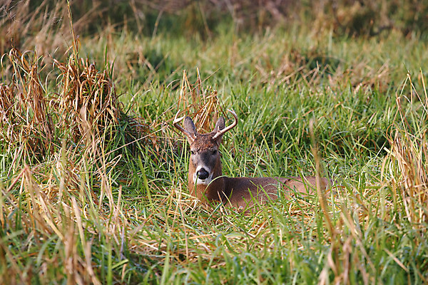 포토 JPG 해외이미지 나무 동물 계절 공원 야생동물 밭 포유류 자연 휴식 뿔 사람없음 야외 갈색 머리 쌓기 달러 흰색 나뭇가지 시골 숲 방목 바퀴자국 싱글 꼬리 사냥 귀 내추럴 동물상 아기사슴 암사슴 해외202004 해외포토 식물 공공시설 새끼 컬러 컨셉 돈 농업 자국 모션 사슴 신체부위 조형물 축산업 암컷 생태계 파일형식 이미지허브