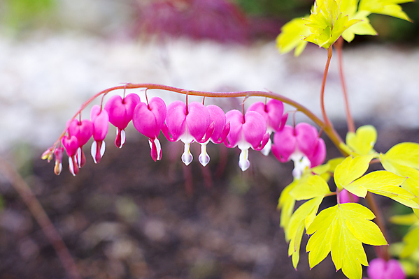 포토 JPG 해외이미지 식물 꽃 분홍색 자연 사람없음 초록색 파란색 컬러풀 정원 보라색 활발 성장 마음 내추럴 해외202004 해외포토 컬러 컨셉 생태계 파일형식 이미지허브
