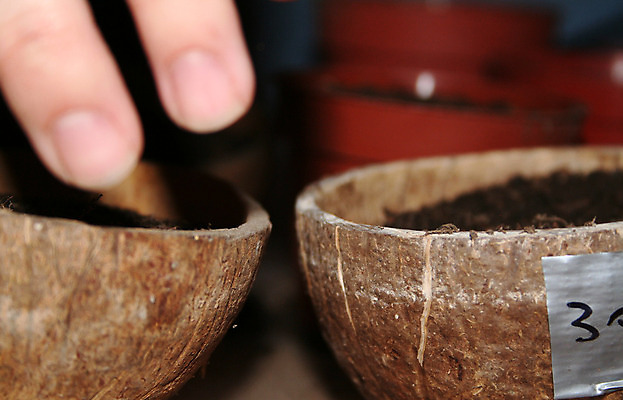 포토 JPG 해외이미지 식물 계절 오렌지 자연 휴식 주택 씨앗 취미 사람없음 야외 빨간색 초록색 물 여름 갈색 새싹 정원 검은색 흙 봄 껍질 냄비 플라스틱 원예 먼지 코코넛 땅파기 모종 심기 해외202004 해외포토 자연요소 컬러 컨셉 과일 모션 재질 건물 솥 생태계 파일형식 이미지허브