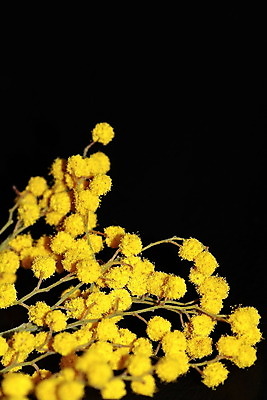 포토 JPG 해외이미지 나무 식물 계절 꽃 행복 백그라운드 공 자연 프레임 따뜻함 사람없음 옆모습 햇빛 태양 노란색 환경 검은색 봄 기쁨 나뭇가지 원형 신용카드 개화 황금 향수 유기농 엽서 솜털 내추럴 아카시아 고립 여의주 해외202004 해외포토 자연요소 도형 웰빙 감정 뷰포인트 컬러 금융 화장품 편지 생태계 파일형식 이미지허브