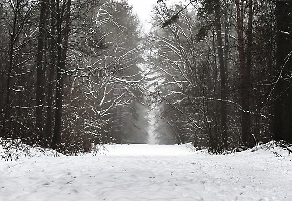 포토 JPG 해외이미지 주간 나무 겨울 자연 사람없음 야외 눈 숲속 겨울풍경 해외202004 해외포토 자연요소 식물 계절 날씨 풍경 숲 생태계 파일형식 이미지허브
