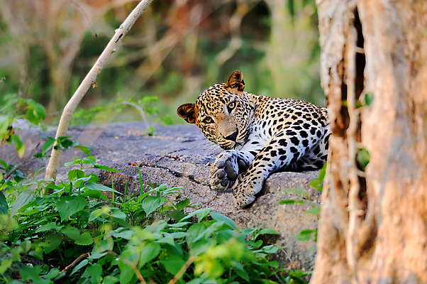 포토 JPG 해외이미지 나무 동물 응시 공원 얼굴 야생동물 백그라운드 포유류 아프리카 자연 친절 수염 털 사람없음 야외 노란색 머리 환경 검은색 고양이 분노 점 황무지 닫기 치아 위험 큼 모피 사파리 속도 사냥 육식동물 사냥꾼 표범 스리랑카 힘찬 해외202004 해외포토 식물 직업 시선 공공시설 감정 나라 아시아 컬러 컨셉 모션 신체부위 반려동물 소화기관 크기 생태계 파일형식 이미지허브